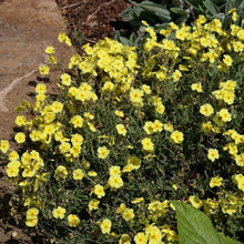 Load image into Gallery viewer, HELIANTHEMUM WISLEY PRIMROSE 14CM
