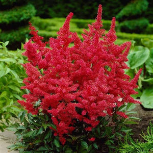 ASTILBE FANAL 2.0L