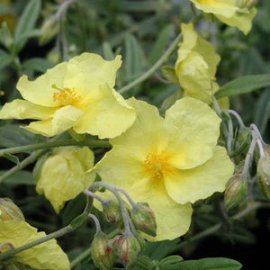 HELIANTHEMUM WISLEY PRIMROSE 14CM