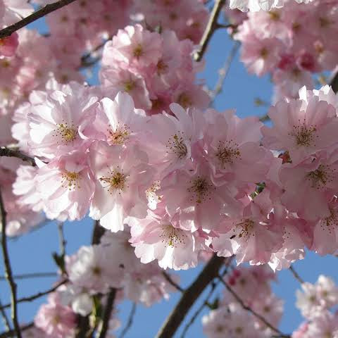 PRUNUS SERRULATA ACCOLADE 1.6M PB28