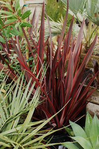 PHORMIUM FIREBIRD 3.3L