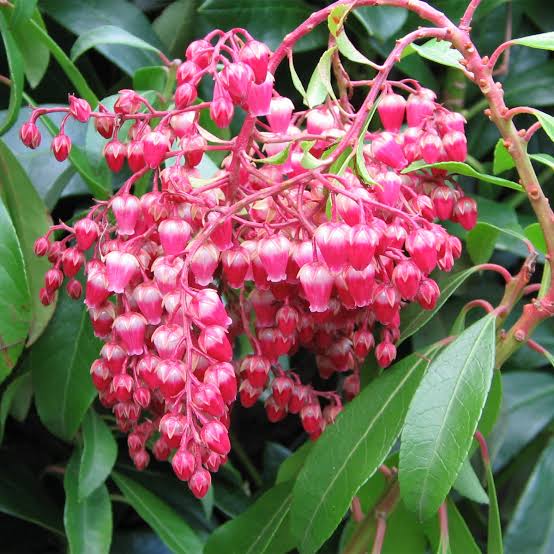 PIERIS VALLEY VALENTINE 6.0L