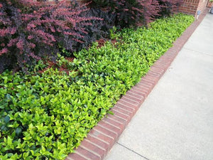 TRACHELOSPERNUM ASIATICUM ASIATIC JASMINE 2.5L