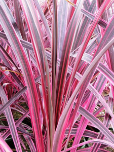 CORDYLINE ELECTRIC PINK 2.5L