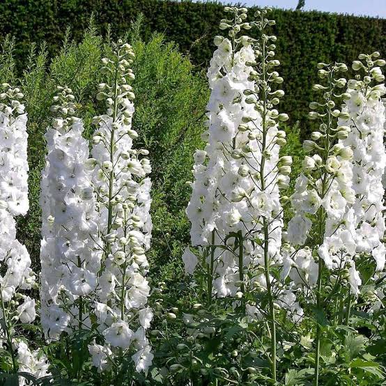 DELPHINIUM PACIFIC GIANT GALAHAD 14CM