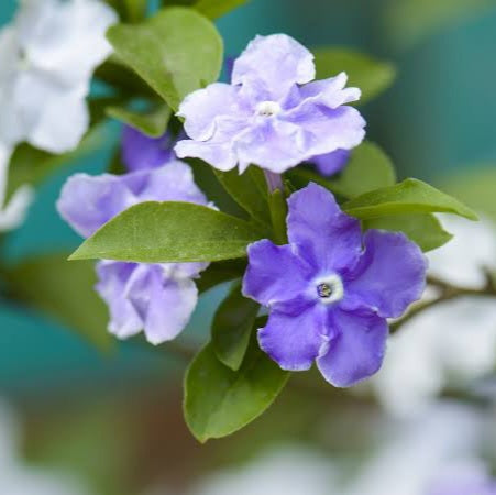 BRUNFELSIA TINY DANCER 3.3L