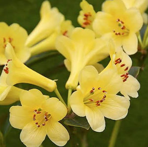 VIREYA RHODODENDRON YELLOW BUNNY 2.5L