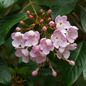 LUCULIA PINCEANA FRAGRANT CLOUD 3.0L