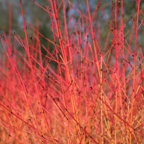 CORNUS SANGUINEA MIDWINTER FIRE 7.0L