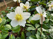 Load image into Gallery viewer, HELLEBORUS NIGER JACOB 2.4L
