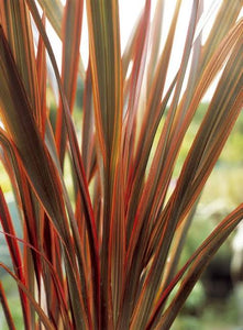 PHORMIUM FIREBIRD 3.3L