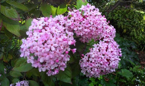 LUCULIA PINCEANA FRAGRANT CLOUD 3.0L