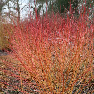 CORNUS SANGUINEA MIDWINTER FIRE 7.0L