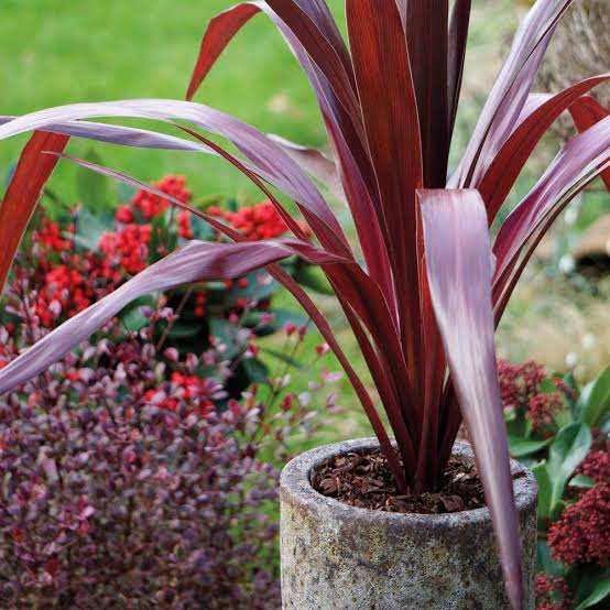 CORDYLINE SUPERSTAR 2.5L