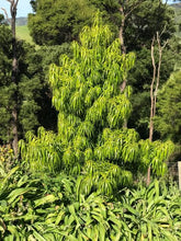 Load image into Gallery viewer, PODOCARPUS HENKELII
