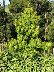 PODOCARPUS HENKELII