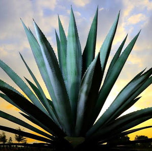 AGAVE WEBER BLUE