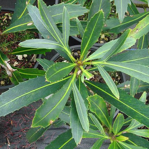 PSEUDOPANAX LESSONII FOREST GEM