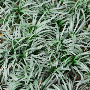 OPHIOPOGON JAPONICUS NANA MONDO GRASS