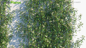 TRACHELOSPERNUM ASIATICUM ASIATIC JASMINE 2.5L