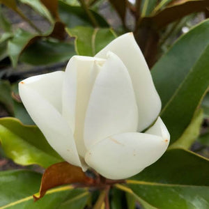 MAGNOLIA GRANDIFLORA KAY PARRIS 8.6L