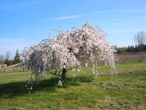 PRUNUS SUBHIRTELLA FALLING SNOW 1.0M PB28