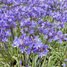 Load image into Gallery viewer, AGAPANTHUS THUNDERSTORM
