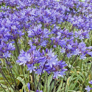 AGAPANTHUS THUNDERSTORM