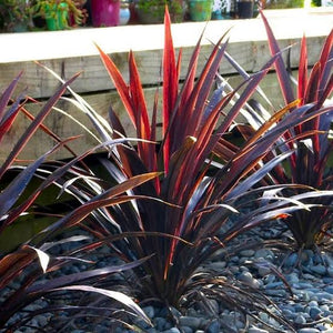 CORDYLINE SUPERSTAR 2.5L