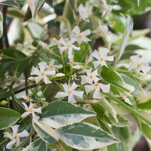 Load image into Gallery viewer, TRACHELOSPERMUM JASMINOIDES VARIEGATA VARIEGATED CHINESE STAR JASMINE 2.5L
