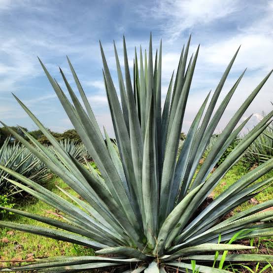 AGAVE WEBER BLUE