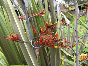 PHORMIUM TENAX HAREKEKE 4.0L