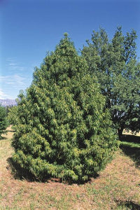 PODOCARPUS HENKELII