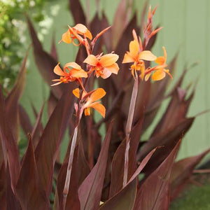 CANNA SHOW OFF INTRIGUE 2.5L