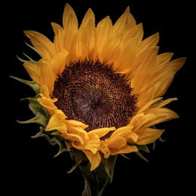 Load image into Gallery viewer, SUNFLOWER SUN WORSHIPPER SEED
