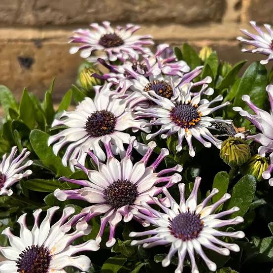 OSTEOSPERMUM MARGARITA WHITE SPOON 2.5L