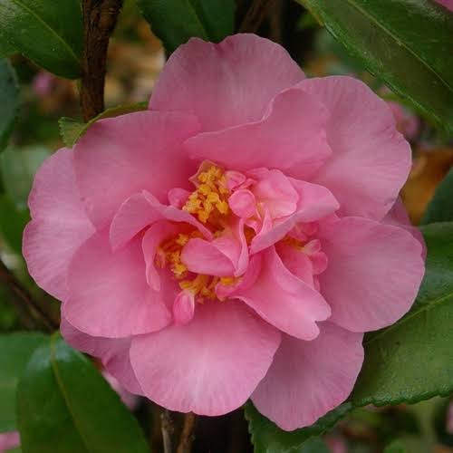 CAMELLIA SASANQUA JENNIFER SUSAN 4.0L