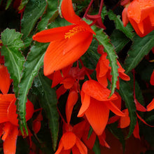 Load image into Gallery viewer, BEGONIA EBONY &amp; ORANGE 2.5L
