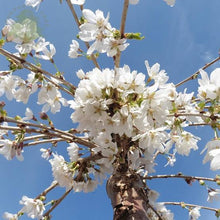 Load image into Gallery viewer, PRUNUS SUBHIRTELLA FALLING SNOW 1.0M PB28
