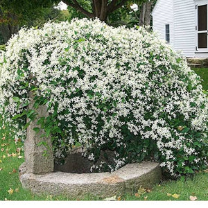 CLEMATIS PANICULATA PUAWHANANGA 3.5L