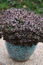 Load image into Gallery viewer, SEDUM CHOCOLATE BLOB
