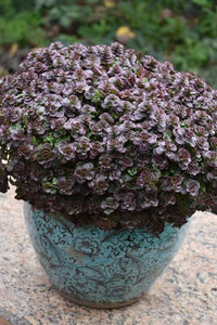 SEDUM CHOCOLATE BLOB