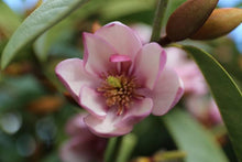 Load image into Gallery viewer, MAGNOLIA FAIRY BLUSH 2.6L
