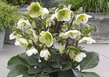 Load image into Gallery viewer, HELLEBORUS MARBLED MOLLYS WHITE 17CM
