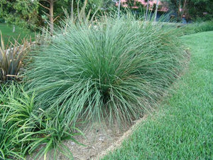 LOMANDRA NYALLA 1.3L