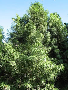 PODOCARPUS HENKELII