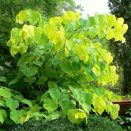 CERCIS CANADENSIS HEARTS OF GOLD PB28