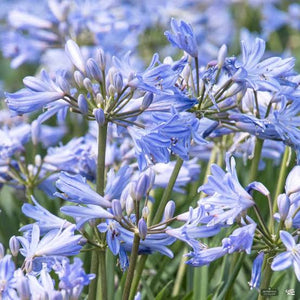 AGAPANTHUS BABY PETE 1.9L