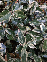 Load image into Gallery viewer, TRACHELOSPERMUM JASMINOIDES VARIEGATA VARIEGATED CHINESE STAR JASMINE 2.5L
