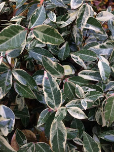 TRACHELOSPERMUM JASMINOIDES VARIEGATA VARIEGATED CHINESE STAR JASMINE 2.5L